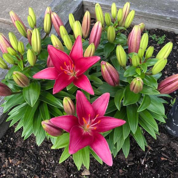 Meet your Posher, Sharon - Picture 1 of 1